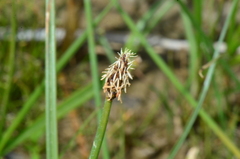 Eleocharis microcarpa