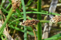 Eleocharis microcarpa