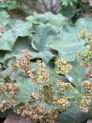 Alchemilla mollis