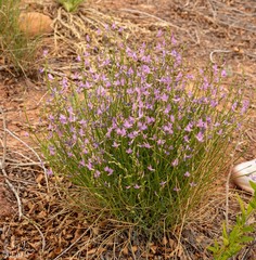 Astragalus episcopus