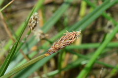 Eleocharis microcarpa