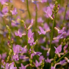 Astragalus episcopus