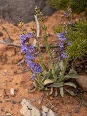 Penstemon pachyphyllus