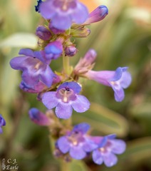 Penstemon pachyphyllus