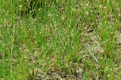 Eleocharis microcarpa