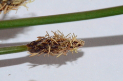 Eleocharis microcarpa
