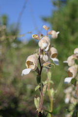Digitalis lamarckii