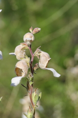 Digitalis lamarckii