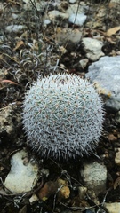 Mammillaria albilanata