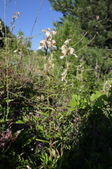 Digitalis lamarckii