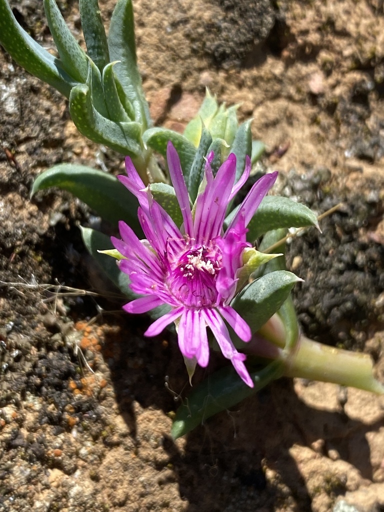 Antimima leipoldtii, Breede Valley, WC, ZA