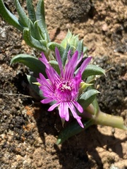 Antimima leipoldtii