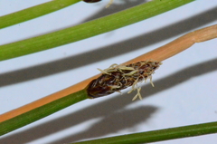 Eleocharis microcarpa