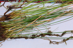 Eleocharis microcarpa