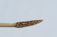 Eleocharis microcarpa