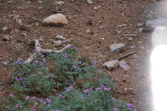 Glandularia chiricahensis