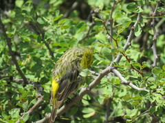 Crithagra dorsostriata