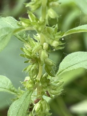 Parietaria pensylvanica