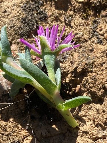 Antimima leipoldtii