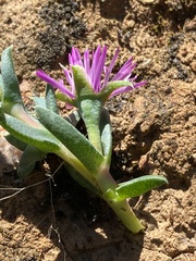 Antimima leipoldtii