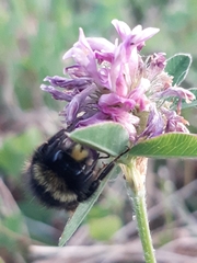 Bombus lapidarius