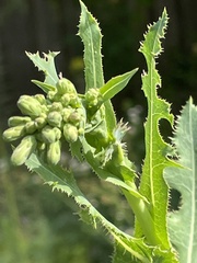 Lactuca serriola