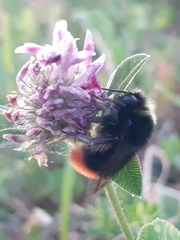 Bombus lapidarius