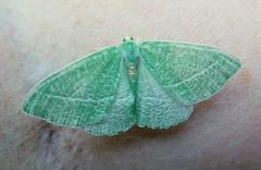 Chlorosea banksaria