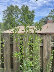 Solidago altissima