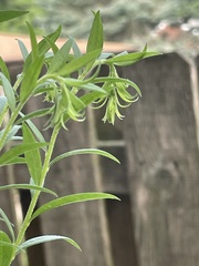 Solidago altissima