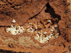 Camponotus cuneiscapus