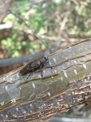 Actenodes calcaratus