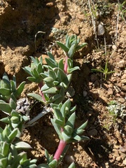 Antimima leipoldtii