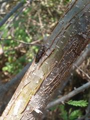 Actenodes calcaratus