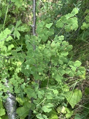 Thalictrum sparsiflorum
