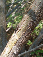 Actenodes calcaratus