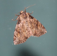 Stibaera dentilineata
