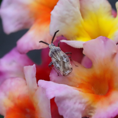 Teleonemia scrupulosa