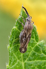 Teleonemia scrupulosa