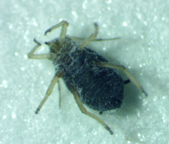 Aphis cephalanthi