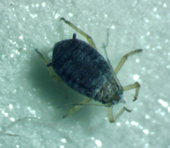 Aphis cephalanthi