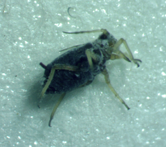 Aphis cephalanthi