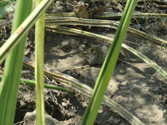 Arvicanthis niloticus