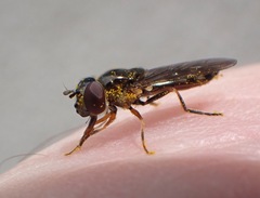 Platycheirus albimanus
