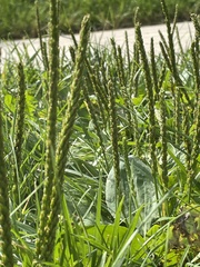 Plantago rugelii