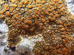 Squamulea galactophylla