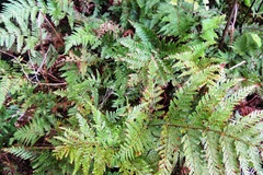 Parapolystichum microsorum