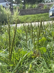 Plantago rugelii