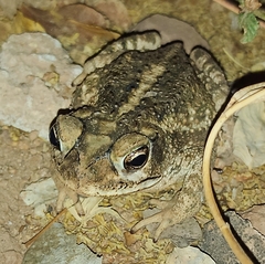 Incilius mazatlanensis