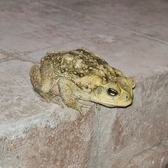 Incilius mazatlanensis